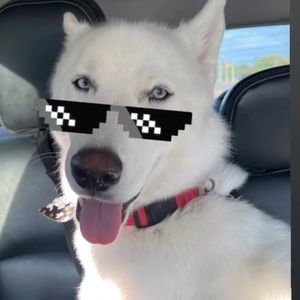 Meet your Posher, Ariana